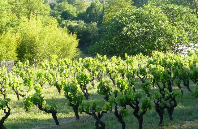 Rent up to 6 people ds old farmhouse restored, full nature provencal