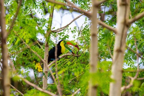 Rio Celeste Birds Garden Apartment, Comodidad y Aire Acondicionado