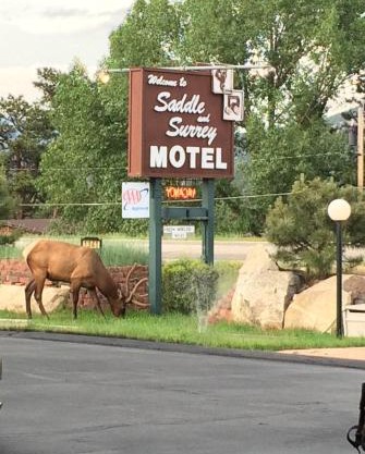 Saddle & Surrey Motel