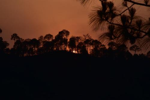 Sunset View Forest Vibes Kasauli by Splendid Hotels