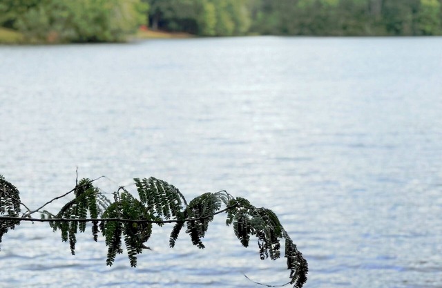 The Palms by the Lake: Your Affordable Lakeside Retreat