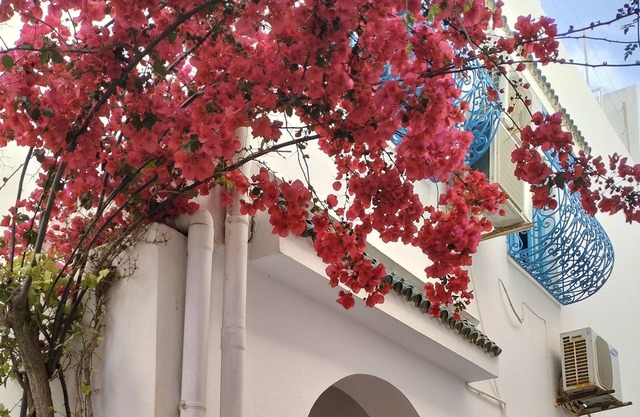Favorite in Sidi Bou Said