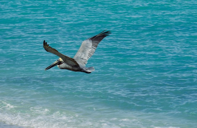 Wake up to Pelicans cruising the beach!