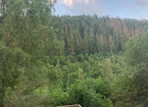 Waldblick
