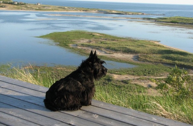 Walk to Bay + Hilltop Bay, Harbor, Marsh Views!