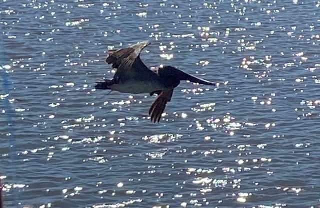 Wildlife Habitat near state nature trails, beaches and quaint southern towns.