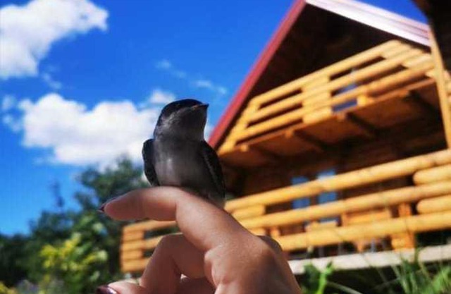 Wooden House "Una"