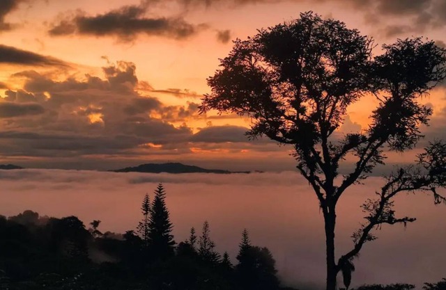 Zen Oasis del Bosque. Recharge!