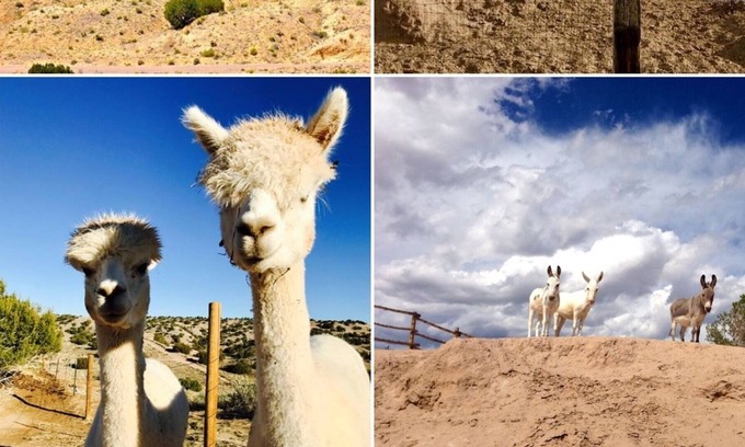 Abiquiu House | 372+ Reviews, B & B style, Hot Tub, Horses, Alpacas, Mini Donkeys, 360 views!