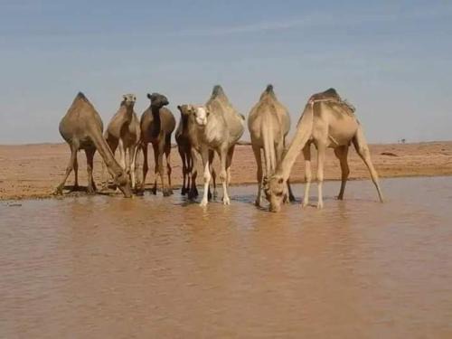 Marsa Alam Other | Apadi camp