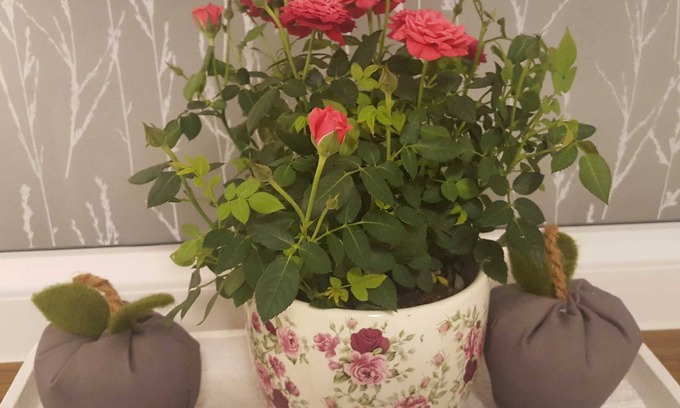 Linx Apartment | Apartment with loft character - Apartment with loft character