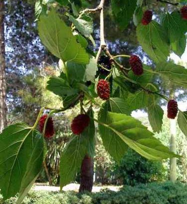 Palinuro Apartment | B&B IL VECCHIO GELSO