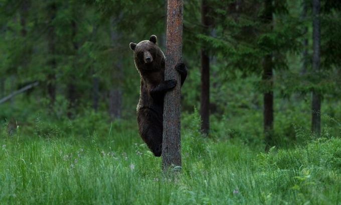 Vinni Parish Other | Bear Watching Hide of Alutaguse