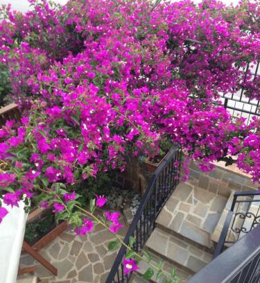 Marina di Casal Velino House | BOUGAINVILLEA Relax e Mare a 50m, in Centro!