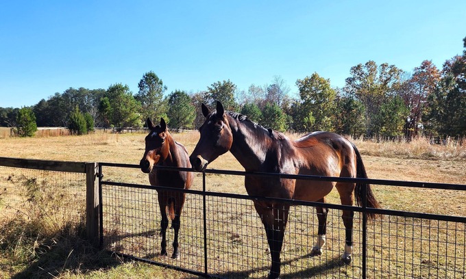 Langley House | Bring the horses! Studio huntbox, full kitchen, 3 stalls, washrack & pastures.