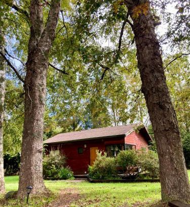 Valdivia House | Cabaña entre árboles