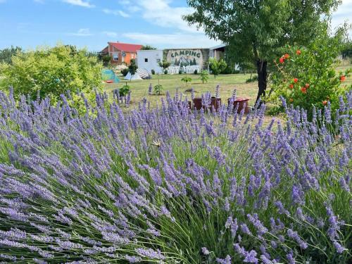 Zemunik Donji Other | CAMPING LASTE