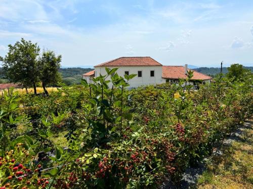 Monforte de Lemos House | Casa Mato