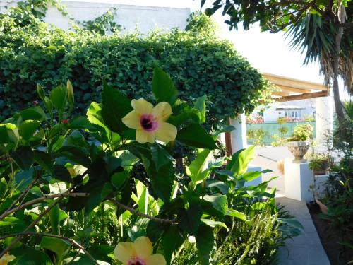San Vincenzo Apartment | Case La Pergola