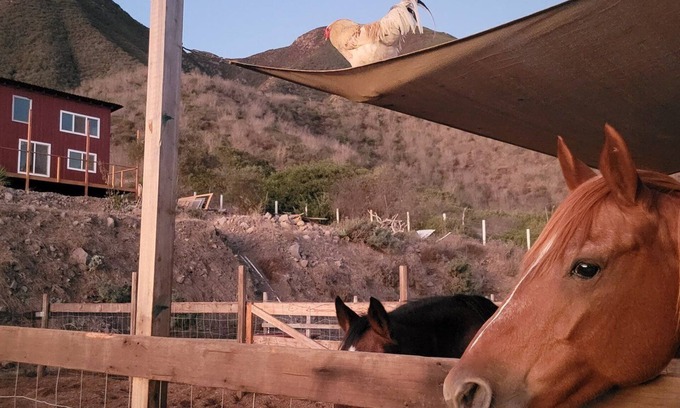 Cabo Punta Banda Cottage | Charming casita on Lucky Tree Ranch horse ranch with 360° Views Ocean Mountains
