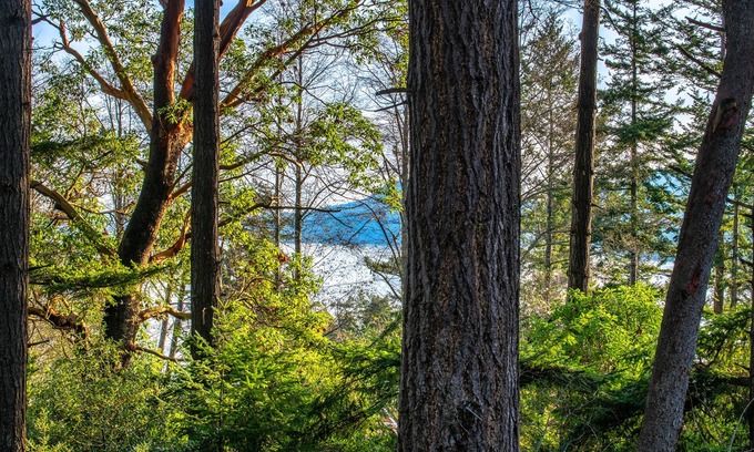 Eastsound Cabin | Cozy cabin in the woods, minutes from town, beaches, hiking