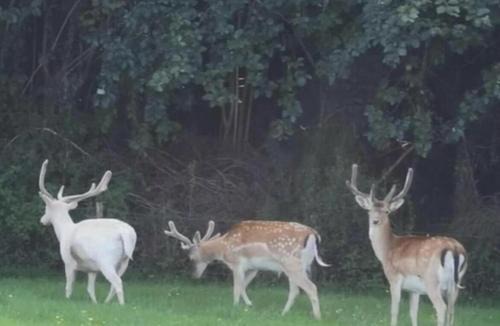 Newton Stewart House | Creebridge Caravan Park