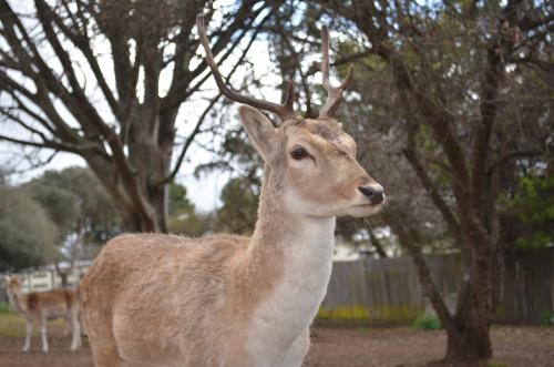 Armidale Hotel | Deer Park Motor Inn Armidale