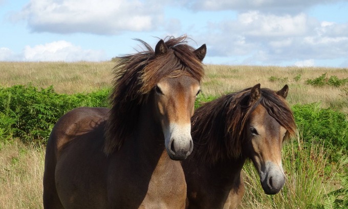 Withypool Bed & Breakfast | Exmoor bed and breakfast on the Two Moors Way walking route