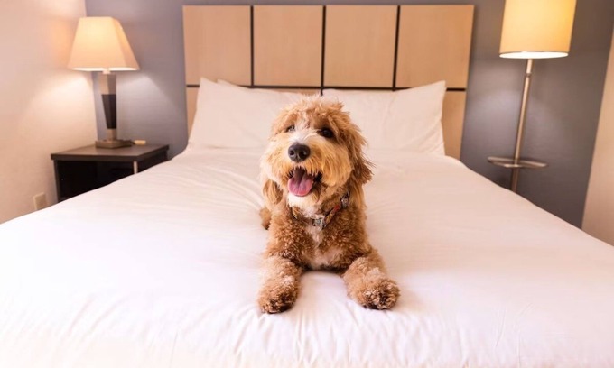 Braintree Hotel | Extended Stay | Spacious Haven w/Kitchen | Near South Shore Plaza | 2 Units
