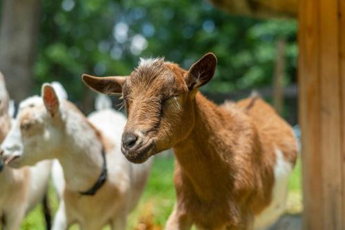 Weaverville House | Funtastic Retreat! PS5, View, Goats, Hot Tub, Karaoke