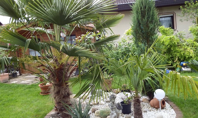 Neustadt-Geinsheim Apartment | Guesthouse Evi with palm garden, between Speyer and Neustadt a. d. Wine route