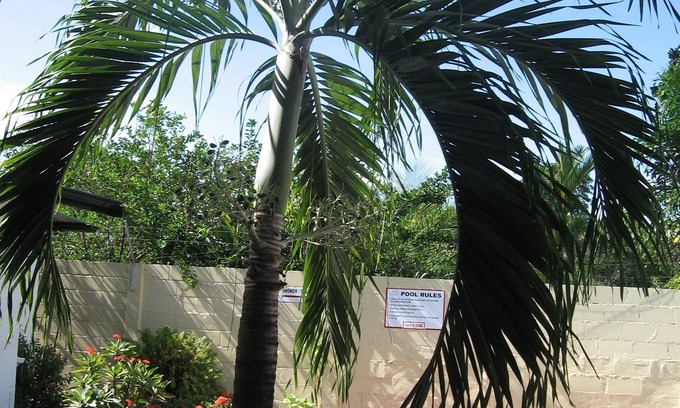 Paramaribo Hotel | Guesthouse Amice