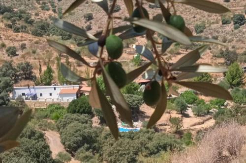 Alcudia de Monteagud House | Hideaway @ The Orchard