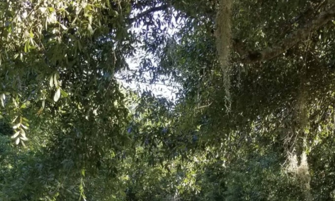 Moultrie House | Historic family home near downtown & diving well. Lovingly furnished, large lot