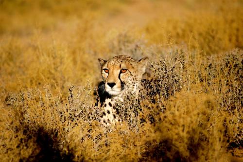 Witzenberg Cabin | Inverdoorn Game Reserve Lodge