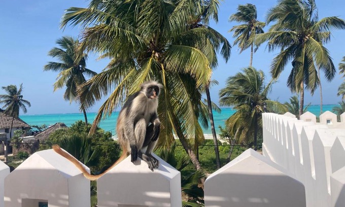 Jambiani Hotel | Kholle Villa