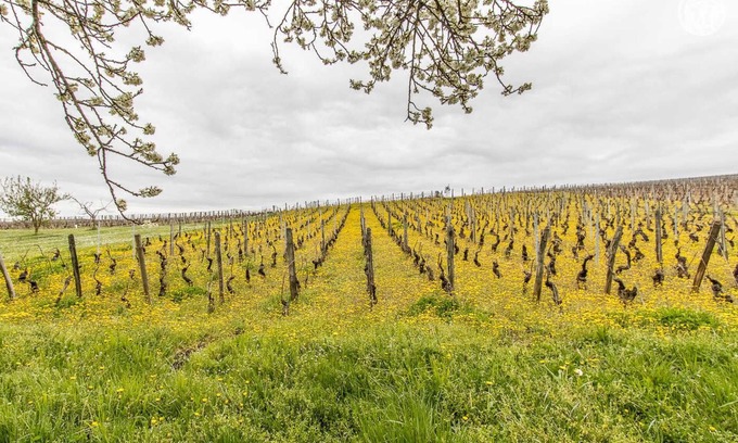 Solutre-Pouilly House | Les Piloselles - Solutre Pouilly
