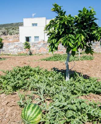 Naxos Apartment | Ligaridia Apartments