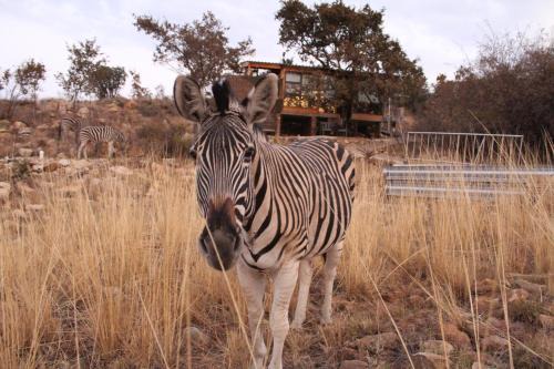 Tierpoort Other | Luxury Treehouse on Bronberg Ridge