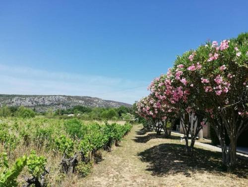 Saint-Martin-d'Ardeche House | Maison à louer en Ardèche du sud