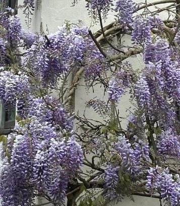 Keynsham Bed & Breakfast | Manor Lodge Guesthouse