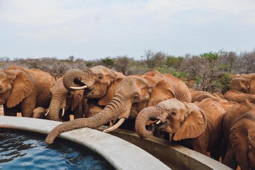 Pilanesberg National Park Cabin | Mbazo Safari Collection