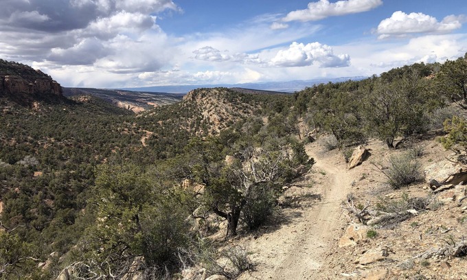 Grand Junction House | Morning Coffee with the quail. Great views, excellent trails, and work friendly
