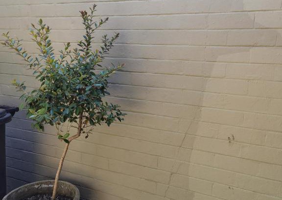 Greater Johannesburg Metropolitan Area Apartment | Morning rush