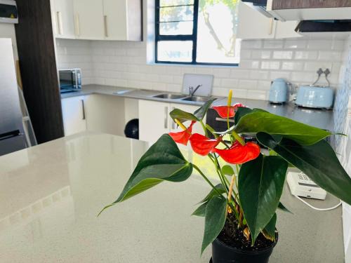 Port Elizabeth Apartment | Mount Pleasant Suites