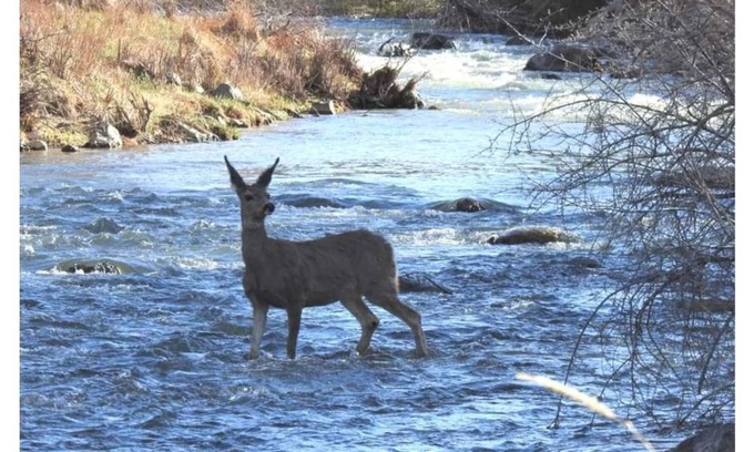 Hatch Cabin | Near Bryce/ Zion Backyard River Retreat - Fish, Raft, Hike 1 Bd/Bth and/or Camp!