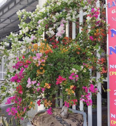 Ong Lang Hotel | Nhà Nghỉ Vườn Oải Hương LAVENDER GARDEN GUEST HOUSE