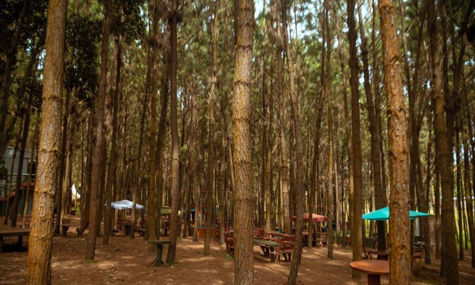 Kireka Other | Nyungu Yamawe Forest Park