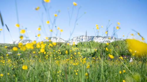 Steinbach am Attersee Apartment | Pension Hanslmann