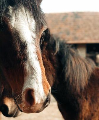 Hosszuvolgy House | Pony Cottage Farmhouse and Minifarm